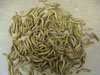 Express Mealworms Includes shipping
